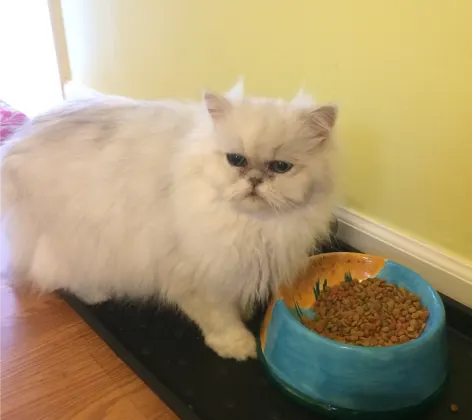 cat next to bowl of food